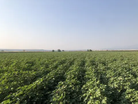 Torbalı, İzmir saha ziyareti (Eylül 2019) — pamuk