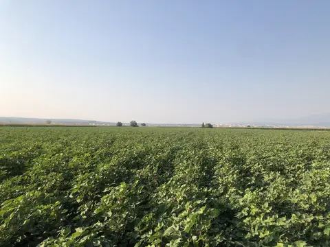 Torbalı, İzmir saha ziyareti (Eylül 2019) — pamuk