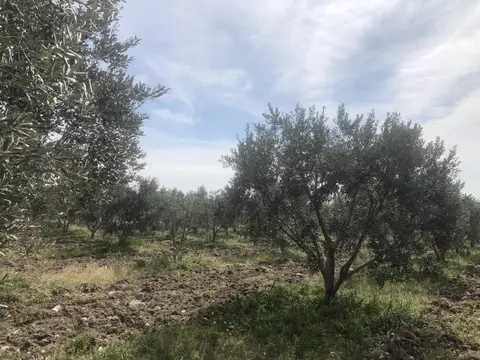 İzmir saha ziyareti (Şubat 2020) — fide, zeytin