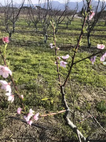 Kemalpaşa, İzmir saha ziyareti (Mart 2020) — meyve bahçesi