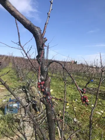 Kemalpaşa, İzmir saha ziyareti (Mart 2020) — meyve bahçesi