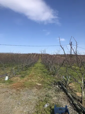 Kemalpaşa, İzmir saha ziyareti (Mart 2020) — meyve bahçesi