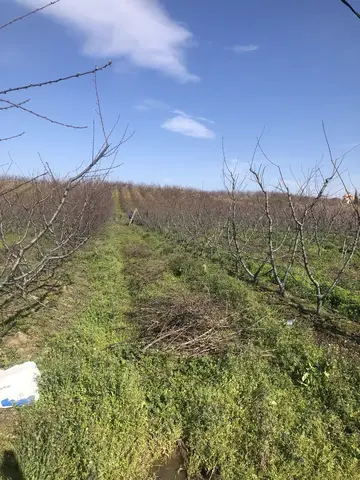 Kemalpaşa, İzmir saha ziyareti (Mart 2020) — meyve bahçesi