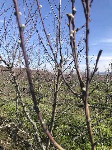 Kemalpaşa, İzmir saha ziyareti (Mart 2020) — meyve bahçesi
