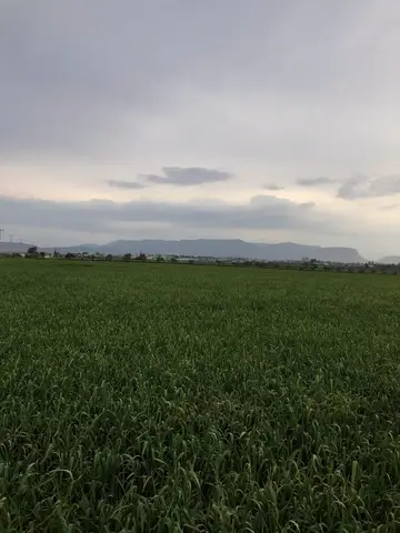 Menderes, İzmir saha ziyareti (Mart 2020) — buğday