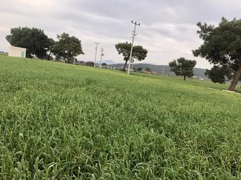 Menderes, İzmir saha ziyareti (Mart 2020) — buğday