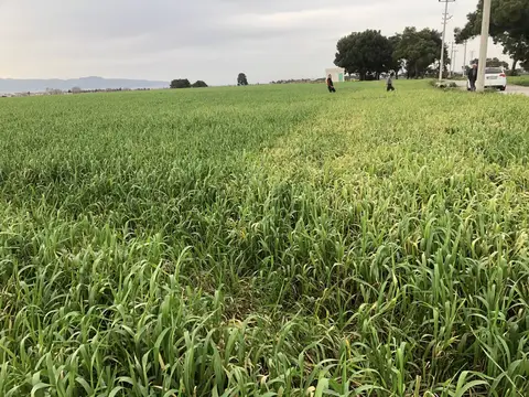 Menderes, İzmir saha ziyareti (Mart 2020) — buğday