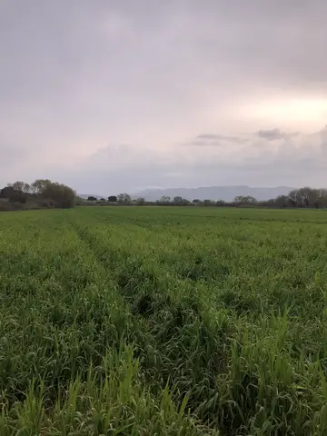 Menderes, İzmir saha ziyareti (Mart 2020) — buğday