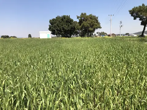 Menderes, İzmir saha ziyareti (Nisan 2020) — buğday
