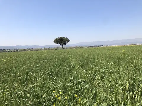 Menderes, İzmir saha ziyareti (Nisan 2020) — buğday