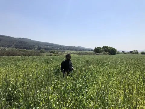Menderes, İzmir saha ziyareti (Nisan 2020) — buğday