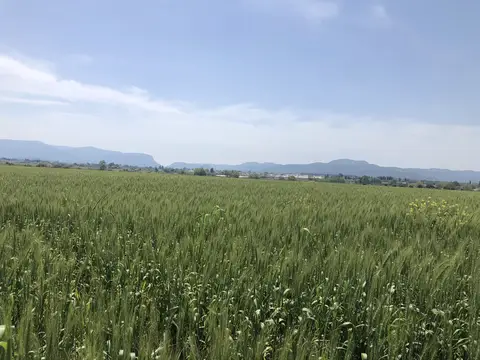 Menderes, İzmir saha ziyareti (Nisan 2020) — buğday
