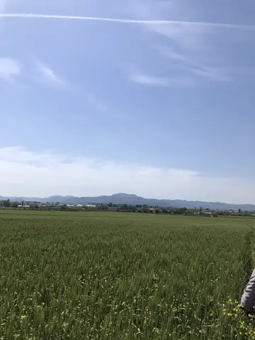 Menderes, İzmir saha ziyareti (Nisan 2020) — buğday