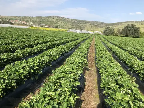 Menemen, İzmir saha ziyareti (Nisan 2020) — çilek