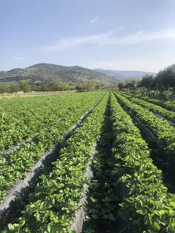 Menemen, İzmir saha ziyareti (Nisan 2020) — çilek