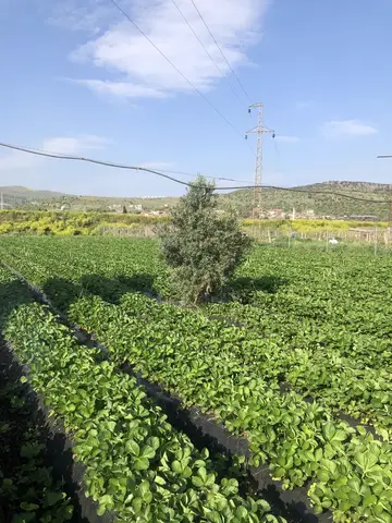 Menemen, İzmir saha ziyareti (Nisan 2020) — çilek