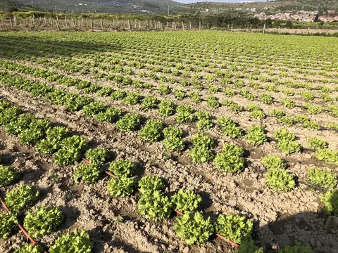 Menemen, İzmir saha ziyareti (Nisan 2020) — çilek