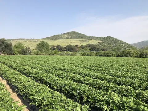 Menemen, İzmir saha ziyareti (Nisan 2020) — çilek