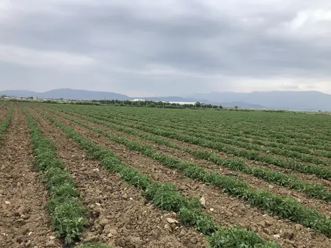 İzmir saha ziyareti (Mayıs 2020) — biber