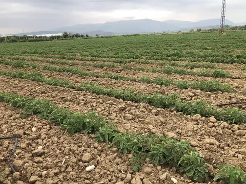 İzmir saha ziyareti (Mayıs 2020) — biber