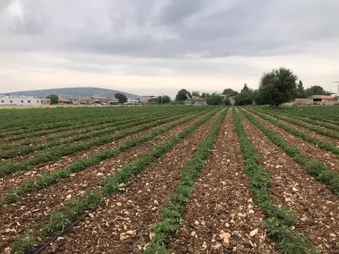 İzmir saha ziyareti (Mayıs 2020) — biber