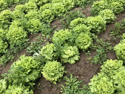 Menemen, İzmir saha ziyareti (Mayıs 2020) — marul