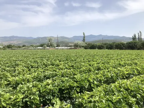 Menemen, İzmir saha ziyareti (Mayıs 2020) — marul