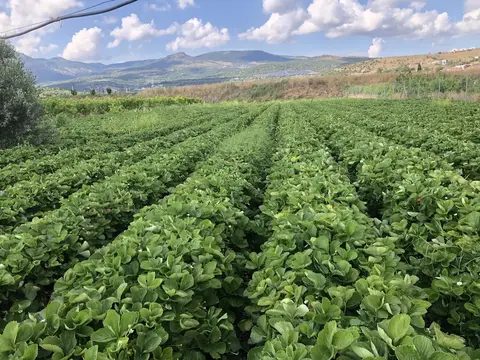 Menemen, İzmir saha ziyareti (Mayıs 2020) — marul