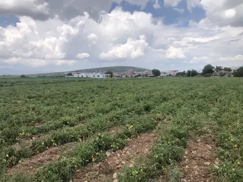 İzmir saha ziyareti (Haziran 2020) — marul