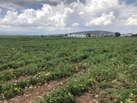 İzmir saha ziyareti (Haziran 2020) — marul