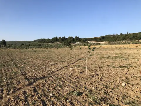Menderes, İzmir saha ziyareti (Temmuz 2020) — fidan