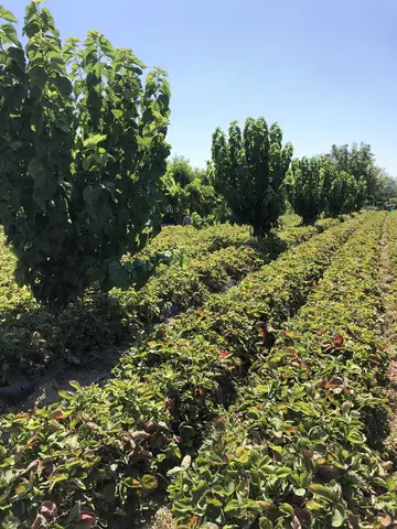 Menemen, İzmir saha ziyareti (Temmuz 2020) — çilek