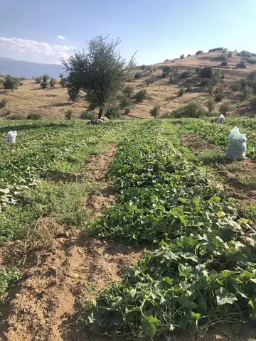 Ödemiş, İzmir saha ziyareti (Temmuz 2020) — salatalık