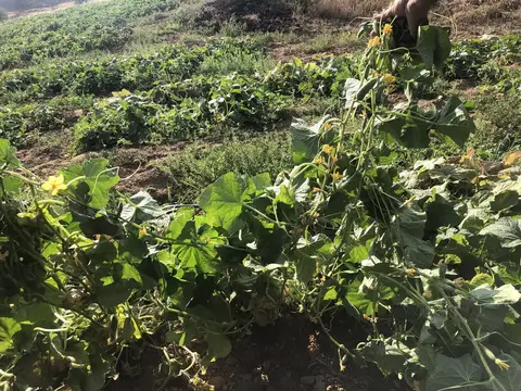 Ödemiş, İzmir saha ziyareti (Temmuz 2020) — salatalık