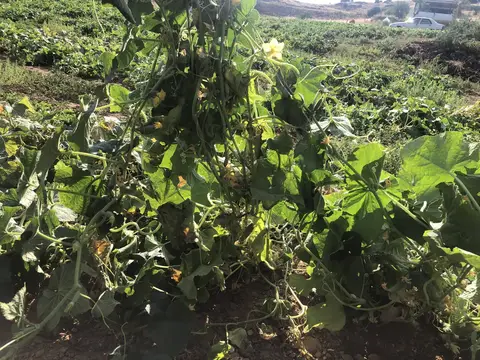 Ödemiş, İzmir saha ziyareti (Temmuz 2020) — salatalık