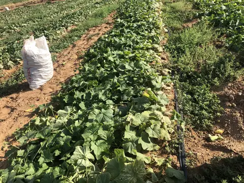 Ödemiş, İzmir saha ziyareti (Temmuz 2020) — salatalık