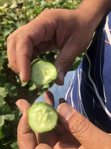 Ödemiş, İzmir saha ziyareti (Temmuz 2020) — salatalık