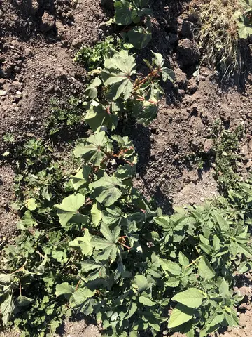 Torbalı, İzmir saha ziyareti (Temmuz 2020) — patates