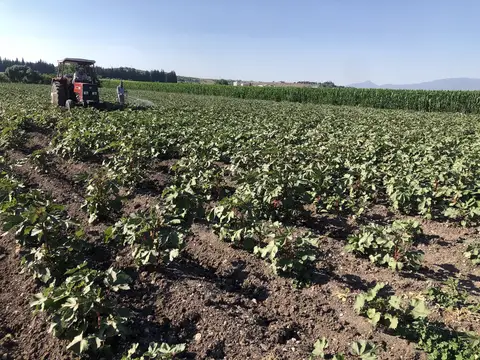 Torbalı, İzmir saha ziyareti (Temmuz 2020) — patates