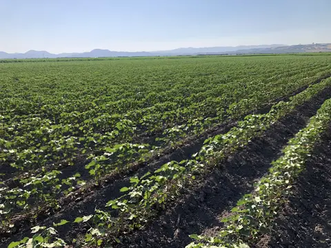 Torbalı, İzmir saha ziyareti (Temmuz 2020) — patates