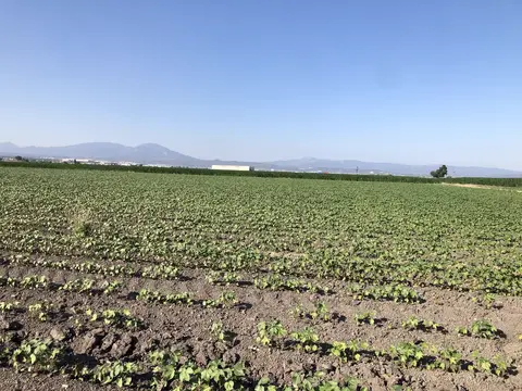 Torbalı, İzmir saha ziyareti (Temmuz 2020) — patates