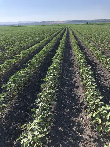 Torbalı, İzmir saha ziyareti (Temmuz 2020) — patates