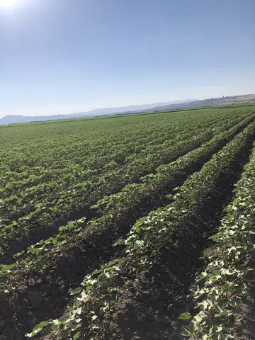 Torbalı, İzmir saha ziyareti (Temmuz 2020) — patates