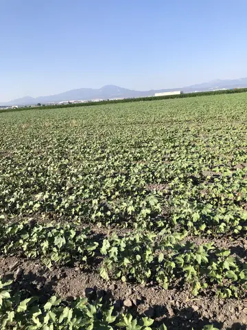 Torbalı, İzmir saha ziyareti (Temmuz 2020) — patates