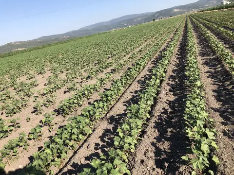 Torbalı, İzmir saha ziyareti (Temmuz 2020) — patates