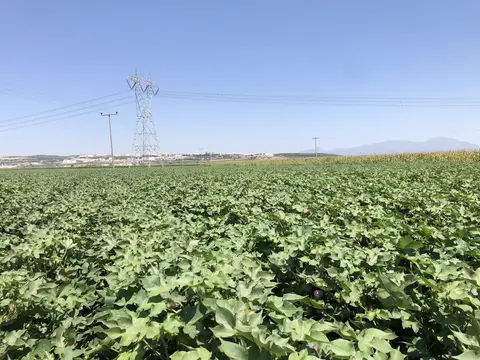 İzmir saha ziyareti (Ağustos 2020) — biber