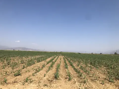 Ödemiş, İzmir saha ziyareti (Ağustos 2020) — mısır