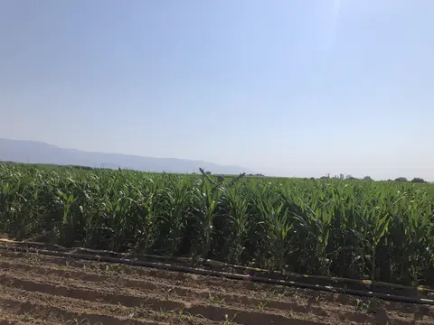 Ödemiş, İzmir saha ziyareti (Ağustos 2020) — mısır