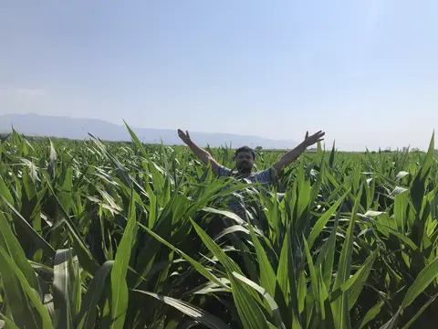 Ödemiş, İzmir saha ziyareti (Ağustos 2020) — mısır