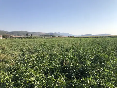 Tire, İzmir saha ziyareti (Ağustos 2020) — biber